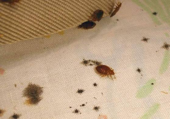 10 Ways to Kill Bed Bugs Yourself â€“ Or at Least Control Them â€“ How ...